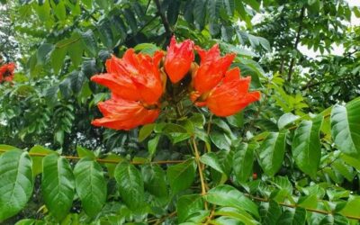 Weed of the Month April 2022 African Tulip Tree