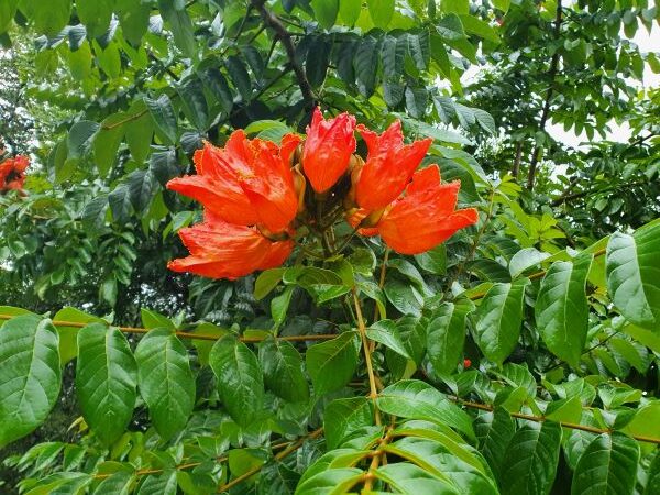 Weed of the Month April 2022 African Tulip Tree