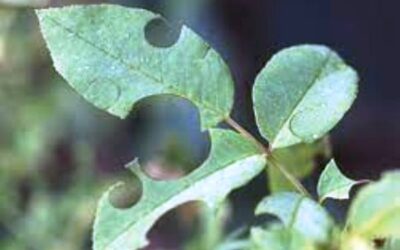 Leaf Cutter Bee