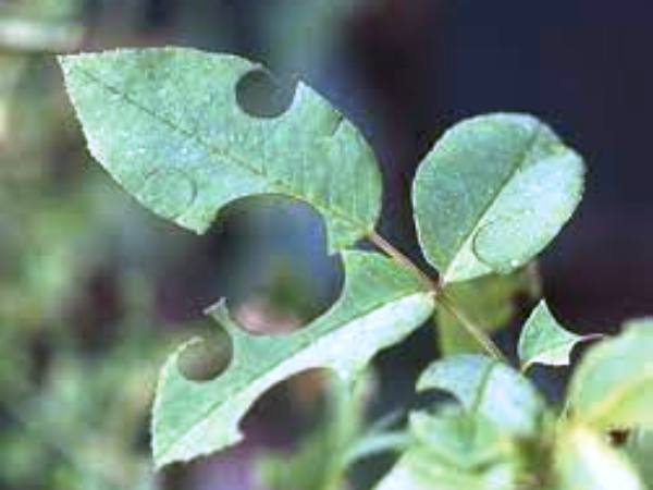 Leaf Cutter Bee