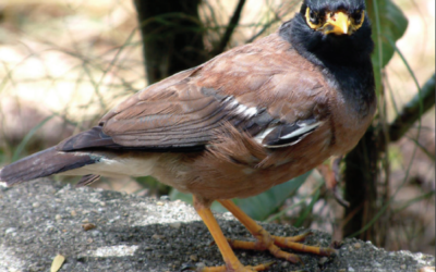 Indian Myna birds