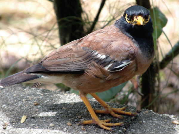 Indian Myna birds