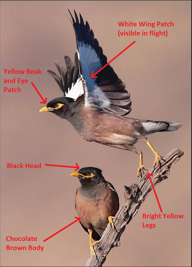 This image has an empty alt attribute; its file name is Myna-ID-2.png