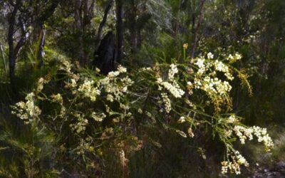 Flowering now Prickly Moses