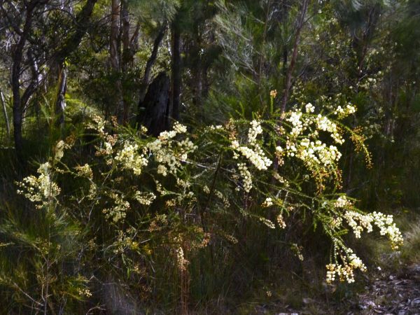 Flowering now Prickly Moses