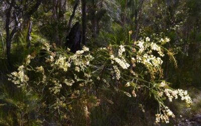 Flowering Now in Noosa