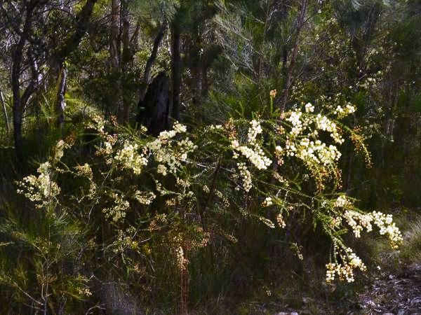 Flowering Now in Noosa