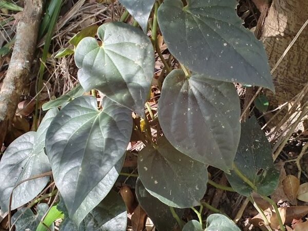 Pepper Vine