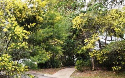 BRISBANE WATTLE  Acacia fimbriata