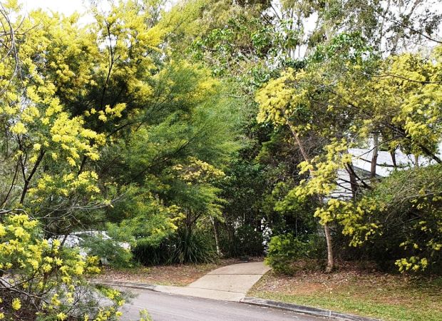 BRISBANE WATTLE  Acacia fimbriata