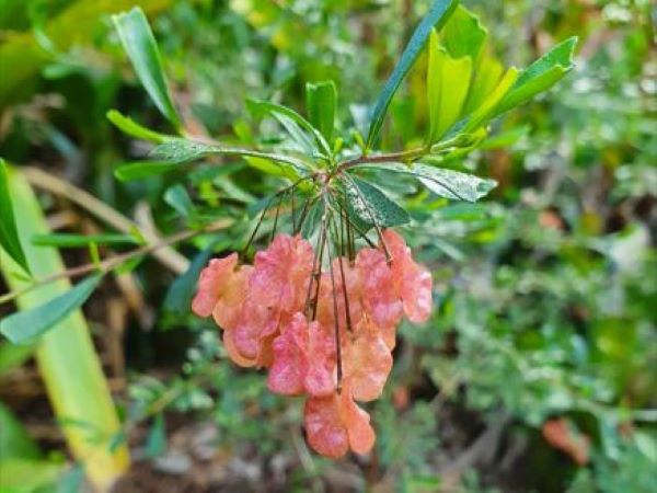 Gardening tip; Planting patterns