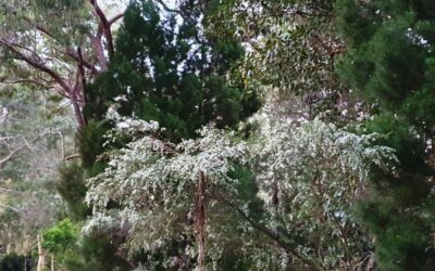 Noosa’s Native Plants, Flowering Now