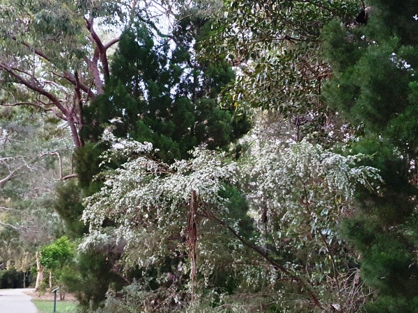 Noosa’s Native Plants, Flowering Now