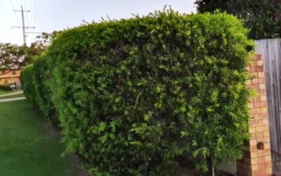 HEDGES