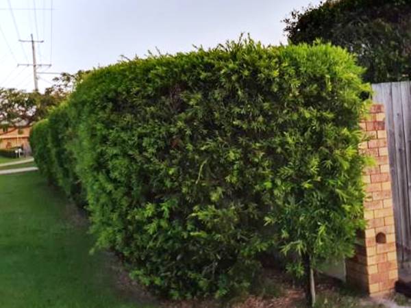 HEDGES