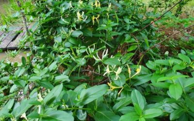 Weed of the month Japanese honeysuckle