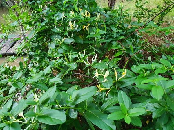 Weed of the month Japanese honeysuckle