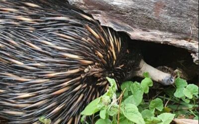 Echidnas