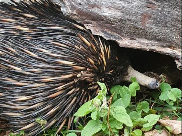 Echidnas