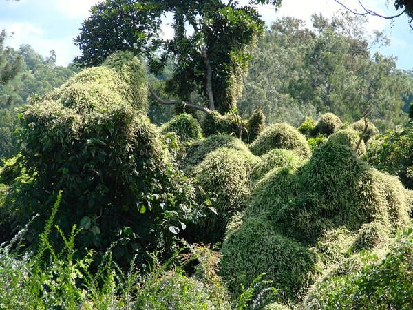 Weed of the Month Madeira vine