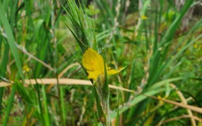 Water loving natives are thriving after the wet winter