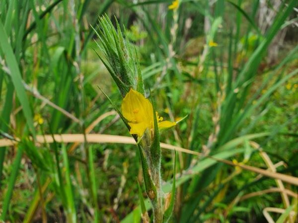 Water loving natives are thriving after the wet winter