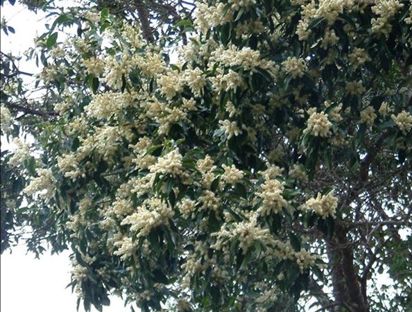 Flowering & Flourishing in May