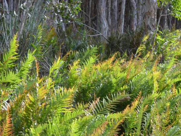 FERNS