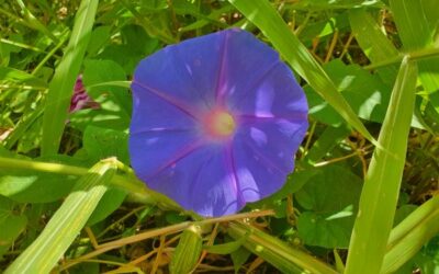 WEED OF THE MONTH Morning glory