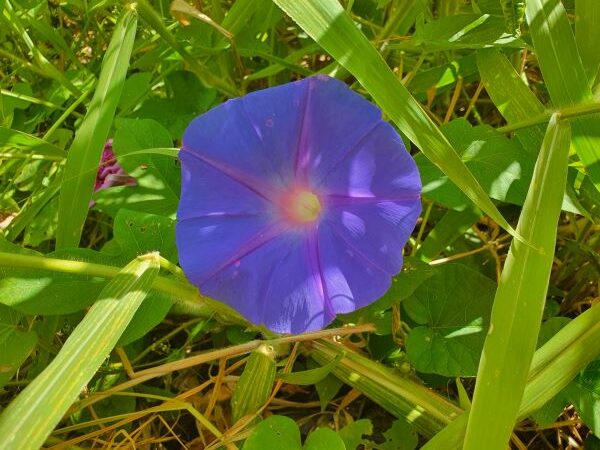 WEED OF THE MONTH Morning glory