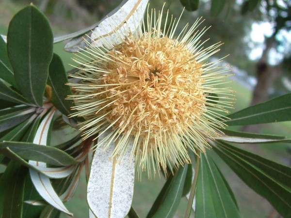 SPECIES?  CULTIVAR?   VARIETY?