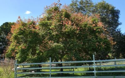 Weed of the Month April 2023 Golden Rain tree