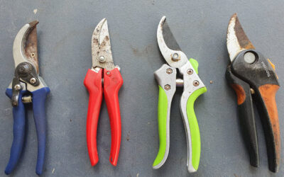 Garden tip May 2023  – Secateurs