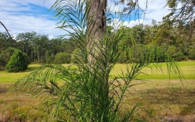 Weed of the Month May 2023 Cocos Palm