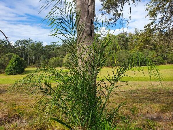 Weed of the Month May 2023 Cocos Palm