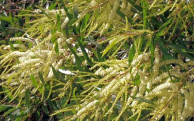 Flowering & Fruiting in June