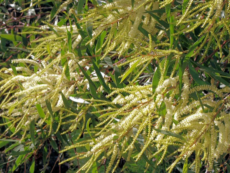 Flowering & Fruiting in June