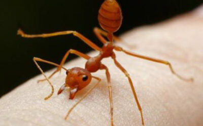 Gardening Tip July 2023 Fire Ants