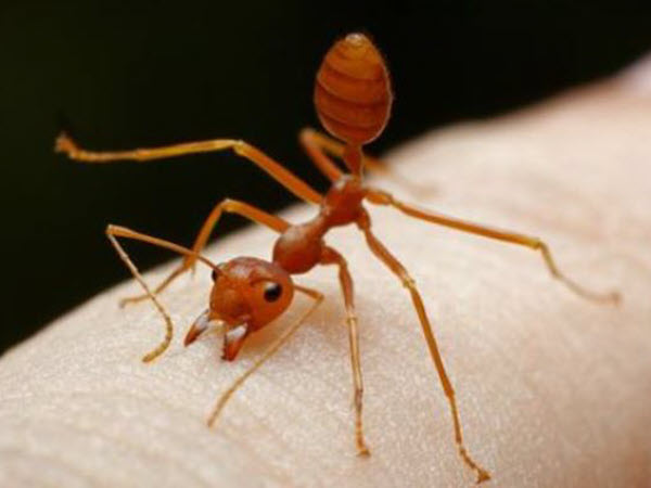 Gardening Tip July 2023 Fire Ants