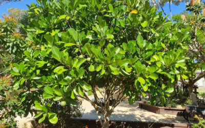 Weed of the Month July 2023 Native Gardenia