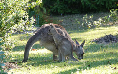 Garden Visitors