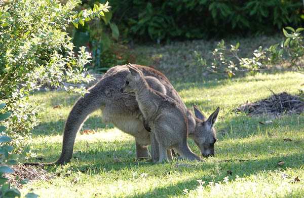 Garden Visitors