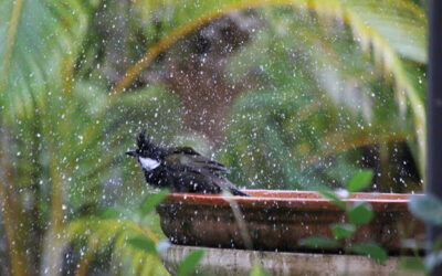 Attracting birds to your garden