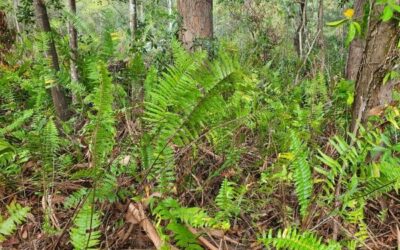 WEED OF THE MONTH September 2023 Sword Fern