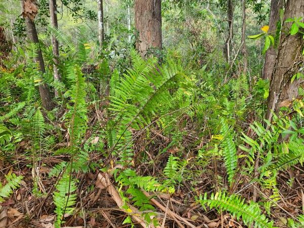 WEED OF THE MONTH September 2023 Sword Fern