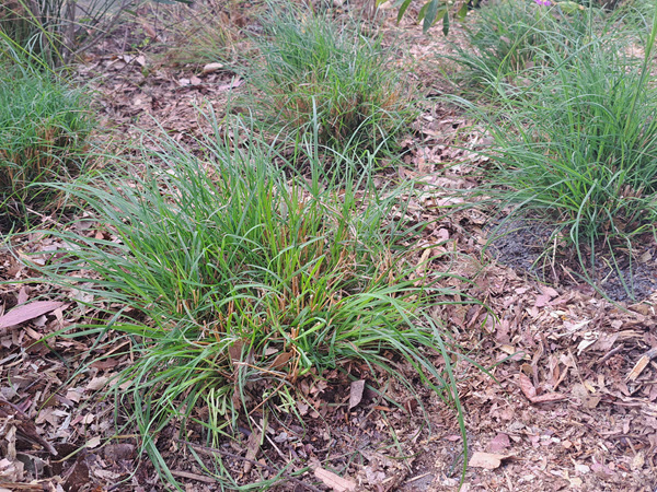 Urban Wildlife Gardening in the Dry