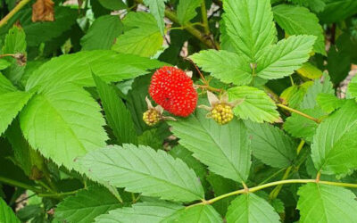 Native of the month – Native raspberry