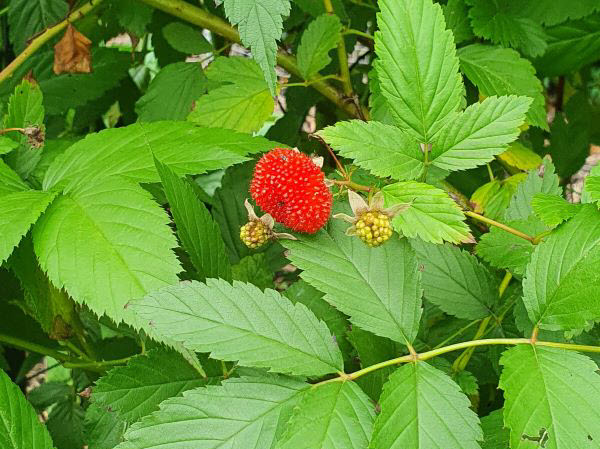 Native of the month – Native raspberry