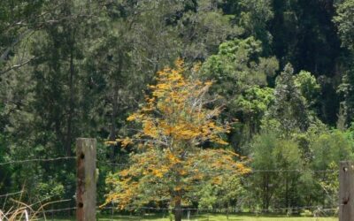 Noosa native plants – October