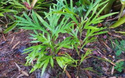 Weed of the Month – White Oak